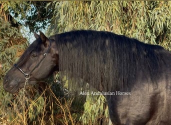 PRE Mestizo, Semental, 6 años, 174 cm, Negro PRE Mestizo, Semental, 6 años, 174 cm, Negro