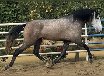 PRE, Semental, 6 años, 174 cm, Tordo