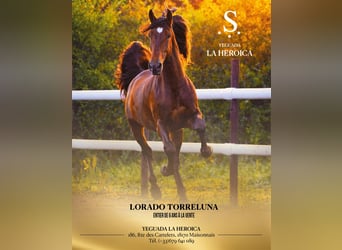 PRE, Semental, 6 años, 175 cm, Castaño