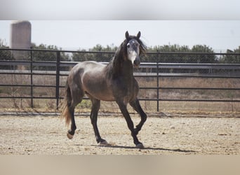 PRE Mestizo, Semental, 6 años, 175 cm, Tordo