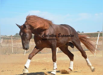 PRE, Semental, 6 años, 176 cm, Alazán-tostado