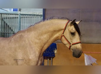 PRE Mestizo, Semental, 6 años, 178 cm, Bayo