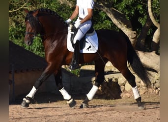 PRE, Semental, 6 años, 179 cm, Castaño oscuro