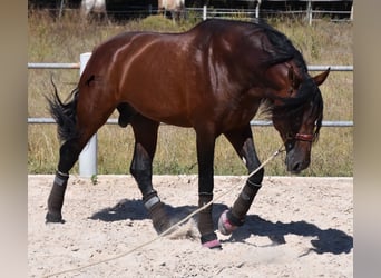 PRE, Semental, 6 años, 179 cm, Castaño oscuro