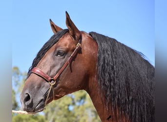 PRE, Semental, 6 años, 179 cm, Castaño oscuro