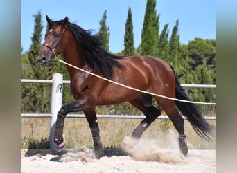 PRE, Semental, 6 años, 179 cm, Castaño oscuro