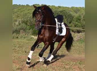 PRE, Semental, 6 años, 179 cm, Castaño oscuro