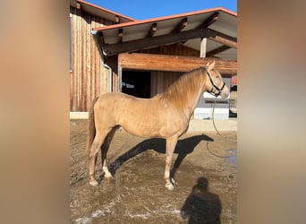 PRE Mestizo, Semental, 7 años, 156 cm, Perla