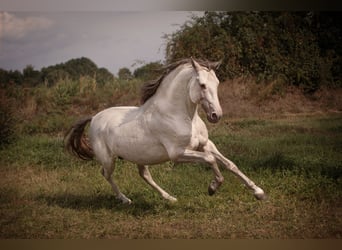 PRE, Semental, 7 años, 158 cm, Perla