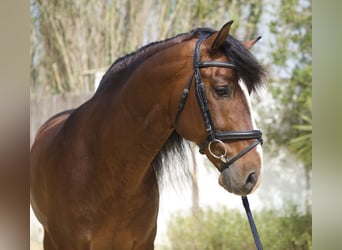 PRE, Semental, 7 años, 160 cm