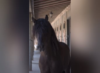 PRE, Semental, 7 años, 160 cm, Negro