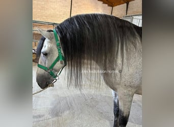 PRE Mestizo, Semental, 7 años, 160 cm, Tordo