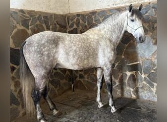 PRE Mestizo, Semental, 7 años, 160 cm, Tordo