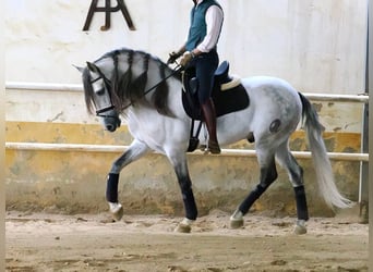 PRE Mestizo, Semental, 7 años, 160 cm, Tordo