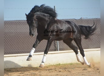 PRE Mestizo, Semental, 7 años, 161 cm, Negro