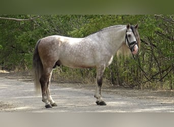 PRE Mestizo, Semental, 7 años, 161 cm, Tordo rodado