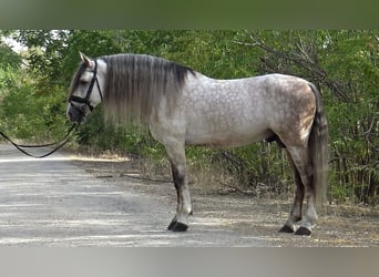 PRE Mestizo, Semental, 7 años, 161 cm, Tordo rodado