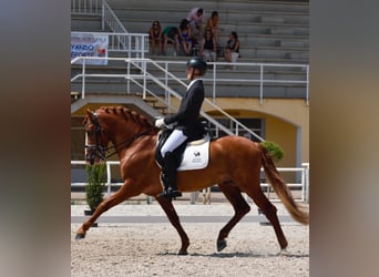 PRE, Semental, 7 años, 162 cm, Alazán