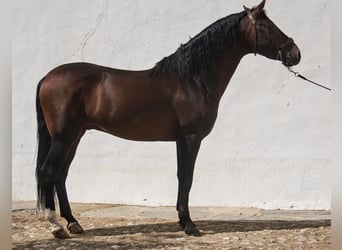 PRE Mestizo, Semental, 7 años, 162 cm, Castaño