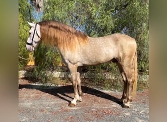 PRE, Semental, 7 años, 162 cm, Champán