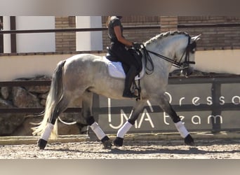 PRE Mestizo, Semental, 7 años, 162 cm, Tordo