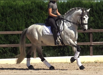 PRE Mestizo, Semental, 7 años, 162 cm, Tordo