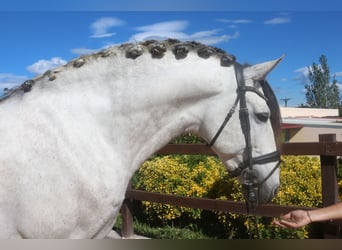 PRE Mestizo, Semental, 7 años, 162 cm, Tordo