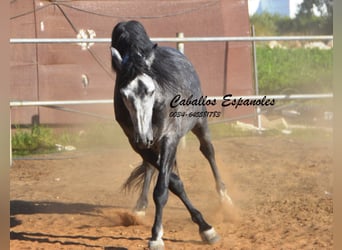 PRE, Semental, 7 años, 162 cm, Tordo rodado