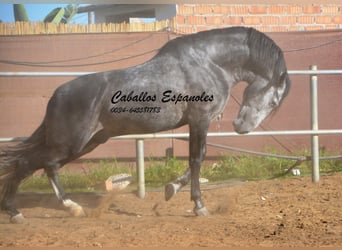 PRE, Semental, 7 años, 162 cm, Tordo rodado