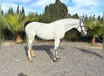 PRE Mestizo, Semental, 7 años, 163 cm, Tordo rodado