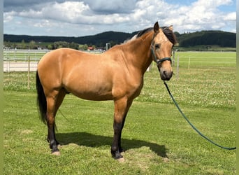 PRE Mestizo, Semental, 7 años, 164 cm, Bayo