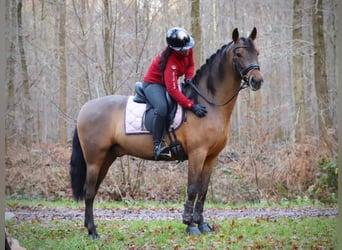 PRE Mestizo, Semental, 7 años, 164 cm, Castaño