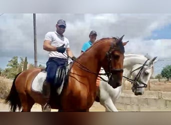 PRE Mestizo, Semental, 7 años, 164 cm, Castaño