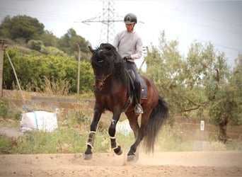 PRE Mestizo, Semental, 7 años, 164 cm, Castaño