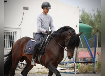 PRE Mestizo, Semental, 7 años, 164 cm, Castaño