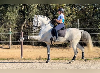 PRE, Semental, 7 años, 164 cm, Tordo