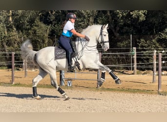 PRE, Semental, 7 años, 164 cm, Tordo