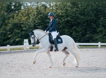 PRE, Semental, 7 años, 164 cm, White/Blanco