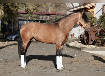 PRE Mestizo, Semental, 7 años, 165 cm, Bayo