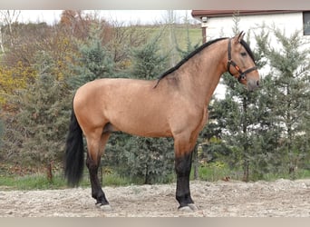 PRE Mestizo, Semental, 7 años, 165 cm, Bayo