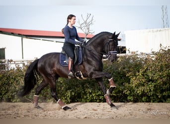 PRE Mestizo, Semental, 7 años, 165 cm, Negro