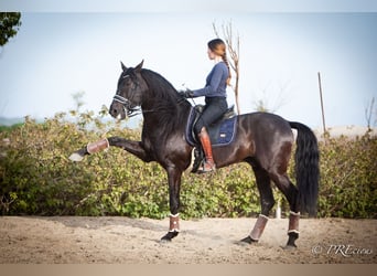 PRE Mestizo, Semental, 7 años, 165 cm, Negro