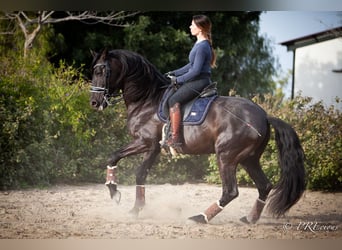 PRE Mestizo, Semental, 7 años, 165 cm, Negro