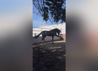 PRE, Semental, 7 años, 165 cm, Negro