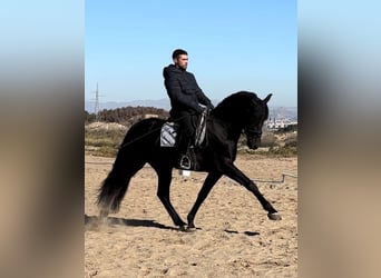 PRE, Semental, 7 años, 165 cm, Negro