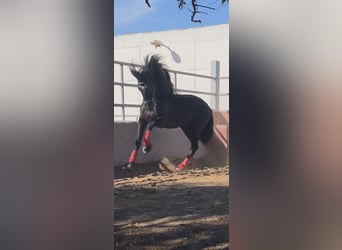 PRE, Semental, 7 años, 165 cm, Negro