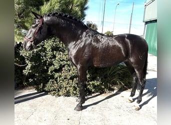 PRE Mestizo, Semental, 7 años, 165 cm, Negro