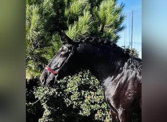 PRE Mestizo, Semental, 7 años, 165 cm, Negro