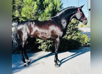 PRE Mestizo, Semental, 7 años, 165 cm, Negro