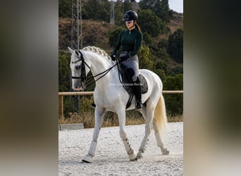 PRE Mestizo, Semental, 7 años, 165 cm, White/Blanco